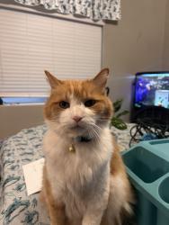 Lost Male Cat last seen Lomas encantadas, Rio Rancho, NM 87144