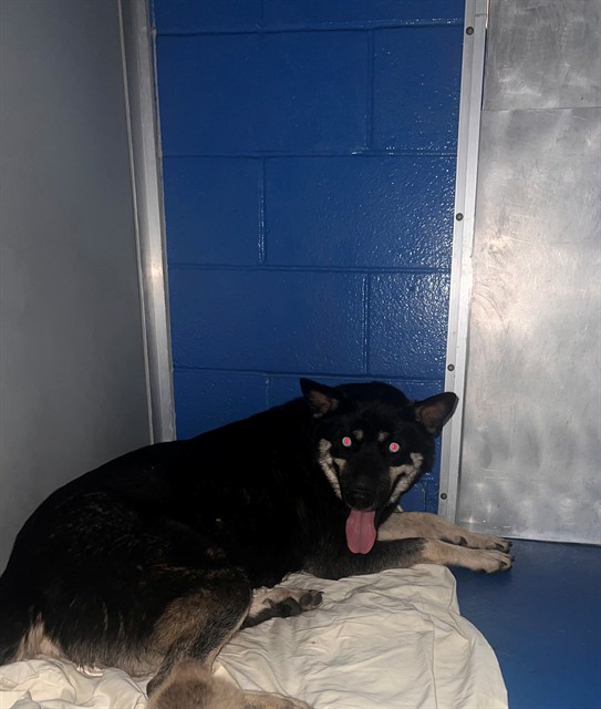 Shelter Stray Female Dog last seen Near BLK POTOMAC AV, BAKERSFIELD, CA, 201 S Mt Vernon Ave, Bakersfield, CA 93307, USA