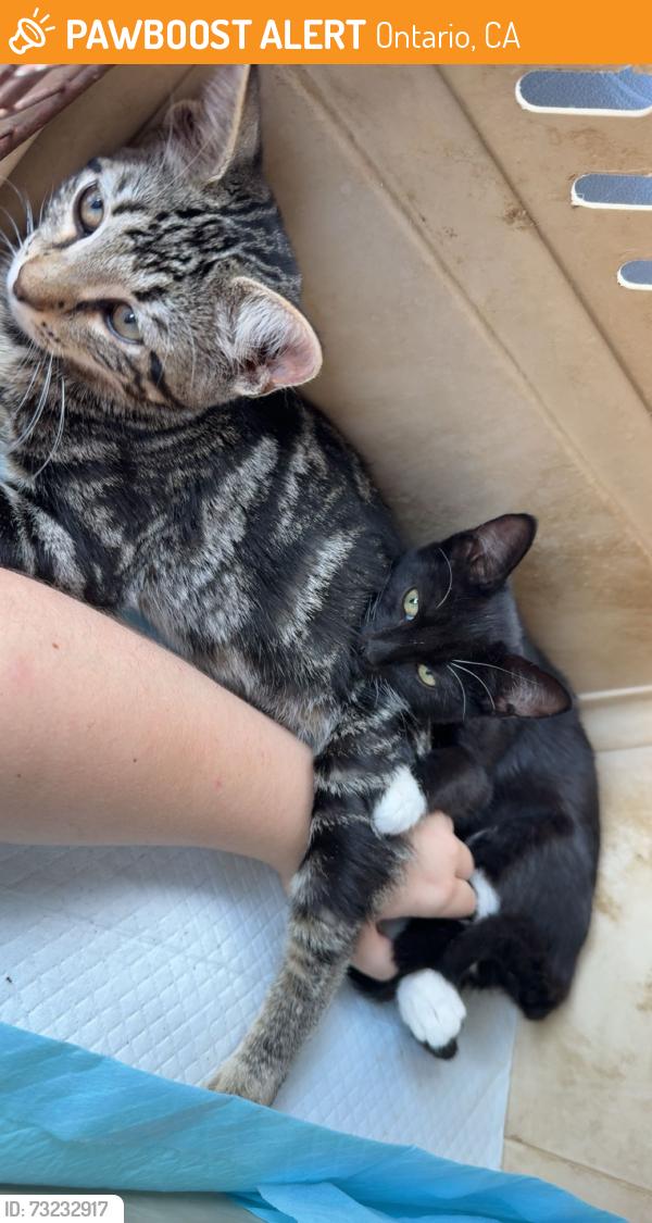 Found/Stray Male Cat last seen Near Phillips Blvd Ontario, CA 91762 United States, Ontario, CA 91762