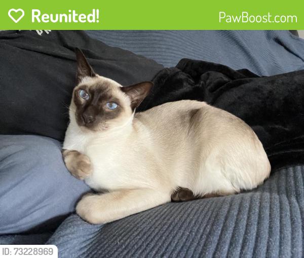Reunited Male Cat last seen Monocacy creek rd/Valley View Rd Birdsboro, Birdsboro, PA 19508