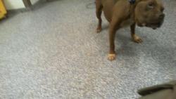 Shelter Stray Male Dog last seen CHARLOTTE, 8315 Byrum Dr, Charlotte, NC 28217, USA