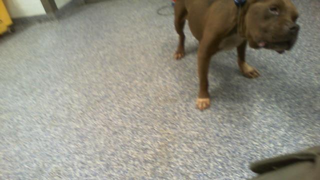 Shelter Stray Male Dog last seen CHARLOTTE, 8315 Byrum Dr, Charlotte, NC 28217, USA