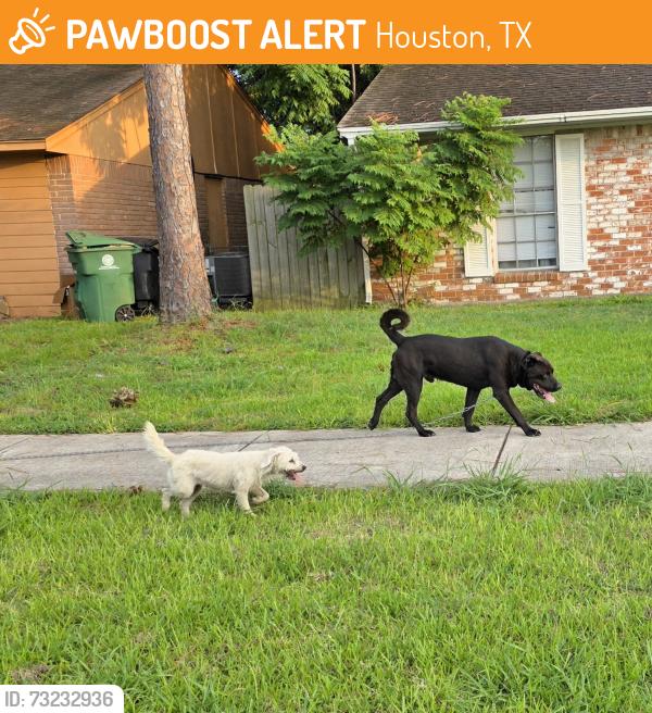 Found/Stray Male Dog last seen South post oak, Houston, TX 77045