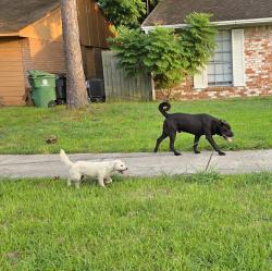Found/Stray Male Dog last seen South post oak, Houston, TX 77045