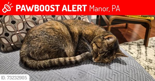 Lost Female Cat last seen Woods border Rowe Rd, Manor, PA 15642