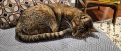 Lost Female Cat last seen Woods border Rowe Rd, Manor, PA 15642