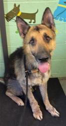 Shelter Stray Male Dog last seen CALVINE RD & BRUCEVILLE RD, 2127 Front St, Sacramento, CA 95818, USA