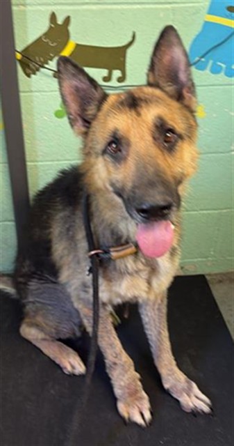 Shelter Stray Male Dog last seen CALVINE RD & BRUCEVILLE RD, 2127 Front St, Sacramento, CA 95818, USA