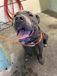 Shelter Stray Female Dog last seen ELLEN CT & DEL PASO BLVD, 2127 Front St, Sacramento, CA 95818, USA