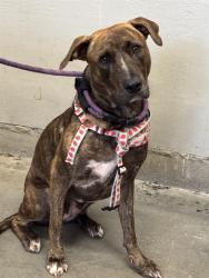Shelter Stray Female Dog last seen , 600 Aviation Dr, Camarillo, CA 93010, USA