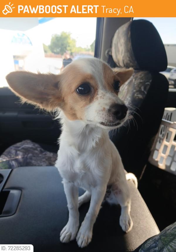 Found/Stray Female Dog last seen West 11th and Parker ave in Tracy, Tracy, CA 95377