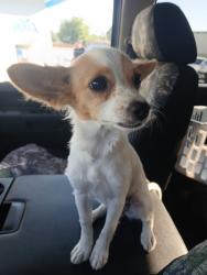 Found/Stray Female Dog last seen West 11th and Parker ave in Tracy, Tracy, CA 95377