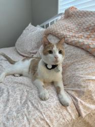 Lost Male Cat last seen Legacy golf course, Phoenix, AZ 85042