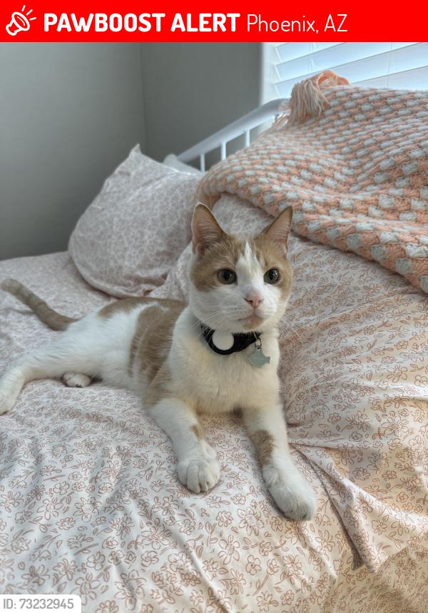 Lost Male Cat last seen Legacy golf course, Phoenix, AZ 85042