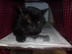 Shelter Stray Male Cat last seen , 14409 Vanowen St, Van Nuys, CA 91405, USA