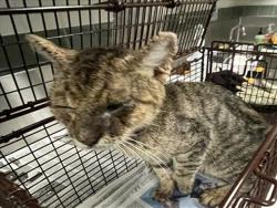 Shelter Stray Male Cat last seen , 14409 Vanowen St, Van Nuys, CA 91405, USA