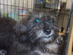 Shelter Stray Female Dog last seen , 14409 Vanowen St, Van Nuys, CA 91405, USA