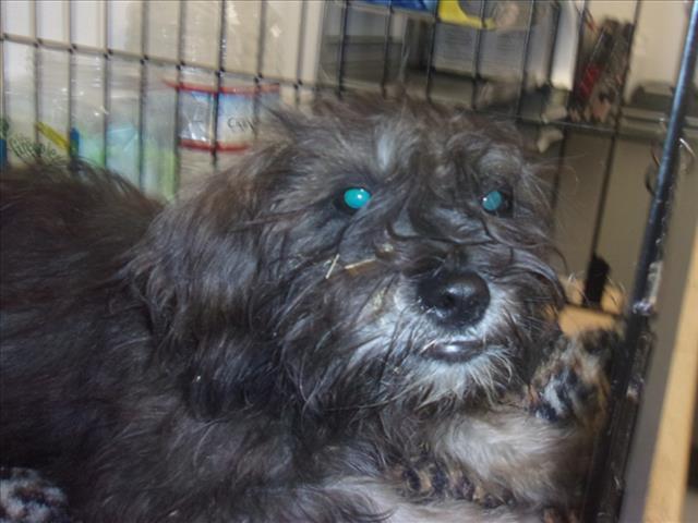 Shelter Stray Female Dog last seen , 14409 Vanowen St, Van Nuys, CA 91405, USA