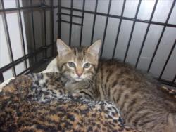 Shelter Stray Unknown Cat last seen , 14409 Vanowen St, Van Nuys, CA 91405, USA