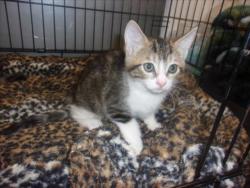 Shelter Stray Unknown Cat last seen , 14409 Vanowen St, Van Nuys, CA 91405, USA