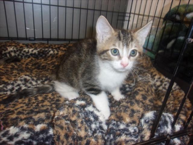 Shelter Stray Unknown Cat last seen , 14409 Vanowen St, Van Nuys, CA 91405, USA