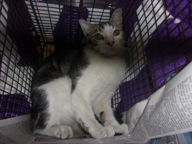 Shelter Stray Unknown Cat last seen , 14409 Vanowen St, Van Nuys, CA 91405, USA