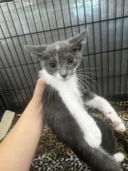 Shelter Stray Female Cat last seen , 14409 Vanowen St, Van Nuys, CA 91405, USA