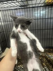 Shelter Stray Female Cat last seen , 14409 Vanowen St, Van Nuys, CA 91405, USA