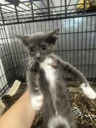 Shelter Stray Male Cat last seen , 14409 Vanowen St, Van Nuys, CA 91405, USA