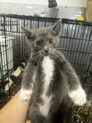Shelter Stray Male Cat last seen , 14409 Vanowen St, Van Nuys, CA 91405, USA