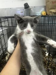 Shelter Stray Male Cat last seen , 14409 Vanowen St, Van Nuys, CA 91405, USA