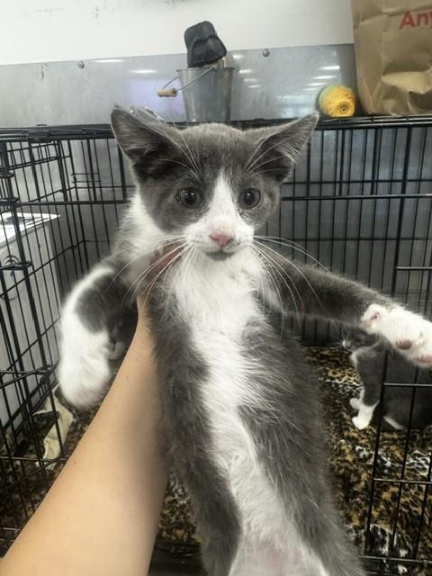 Shelter Stray Male Cat last seen , 14409 Vanowen St, Van Nuys, CA 91405, USA