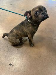 Shelter Stray Male Dog last seen , 14409 Vanowen St, Van Nuys, CA 91405, USA