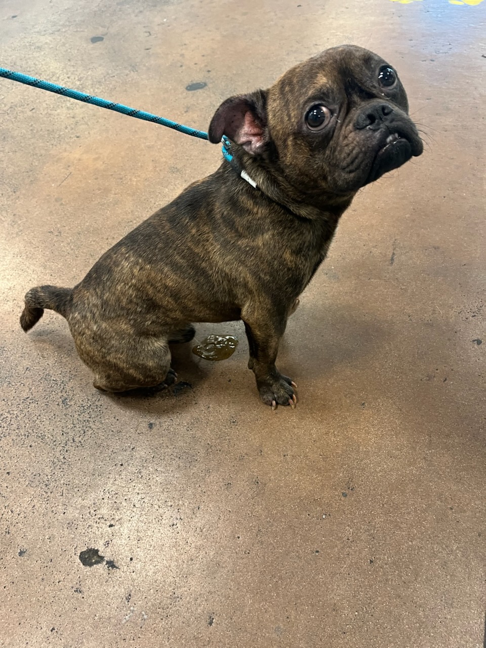 Shelter Stray Male Dog last seen , 14409 Vanowen St, Van Nuys, CA 91405, USA