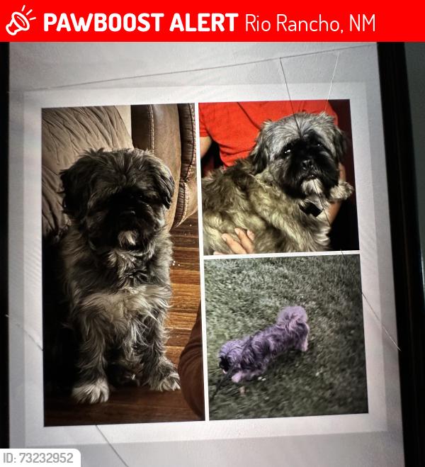Lost Male Dog last seen 5th ave-northern blvd, Rio Rancho, NM 87124