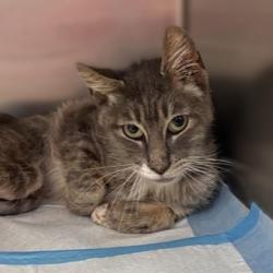 Shelter Stray Male Cat last seen BENRUS BLVD, 4710 TX-151, San Antonio, TX 78227, USA