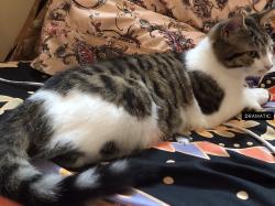 Lost Female Cat last seen Orange grove road, Hillsborough, NC 27278