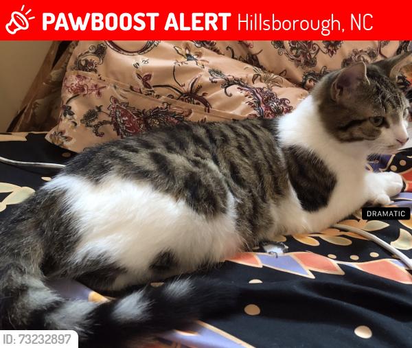 Lost Female Cat last seen Orange grove road, Hillsborough, NC 27278