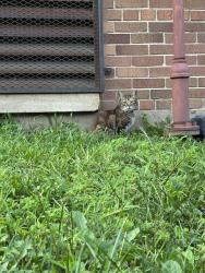 Found/Stray Unknown Cat last seen Wood and Bloomingdale, next to St Mary of the Angel School, Chicago, IL 60622