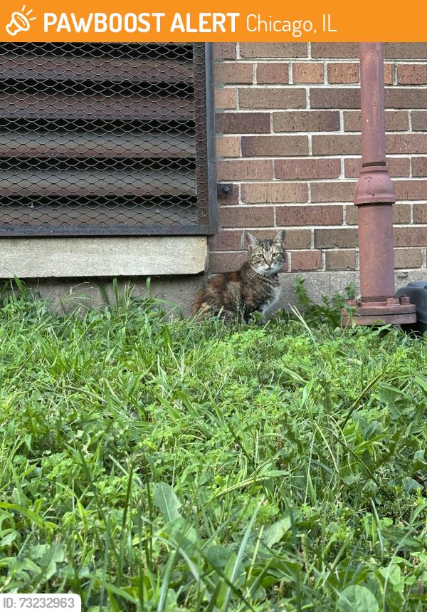 Found/Stray Unknown Cat last seen Wood and Bloomingdale, next to St Mary of the Angel School, Chicago, IL 60622