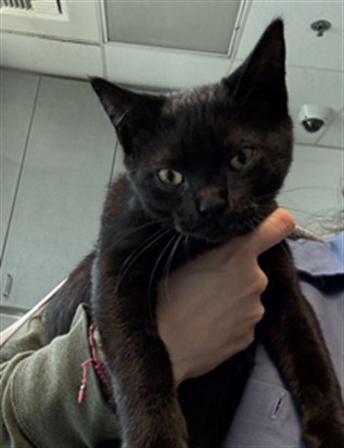 Shelter Stray Male Cat last seen , 11361 W Pico Blvd, Los Angeles, CA 90064, USA