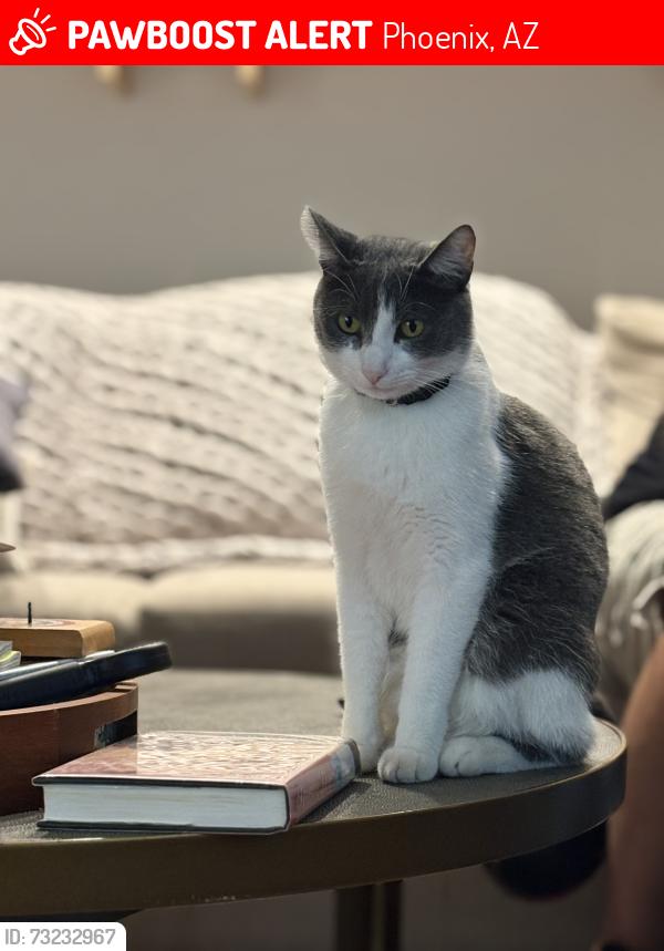 Lost Female Cat last seen Hearn and 12th ST, Phoenix, AZ 85022