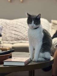 Lost Female Cat last seen Hearn and 12th ST, Phoenix, AZ 85022