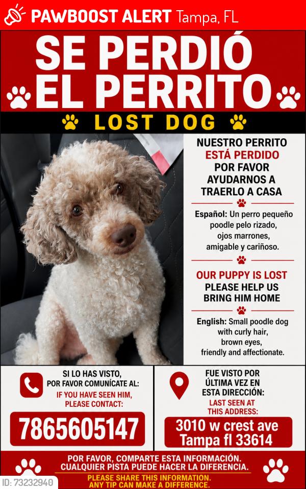 Lost Male Dog last seen Gómez y MacDill, Tampa, FL 33614