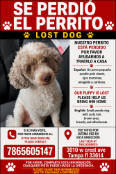 Lost Male Dog last seen Gómez y MacDill, Tampa, FL 33614