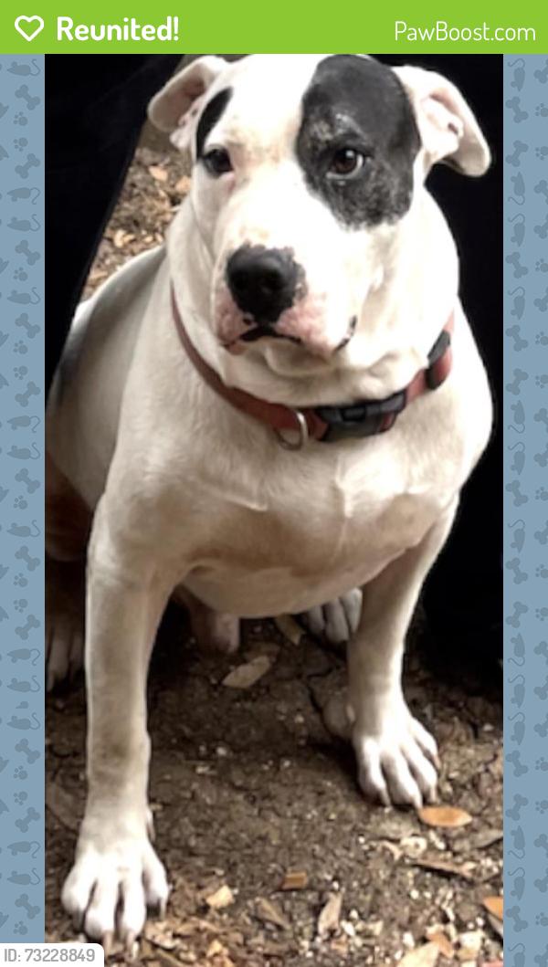 Reunited Male Dog last seen Timber lodge, San Antonio, TX 78250