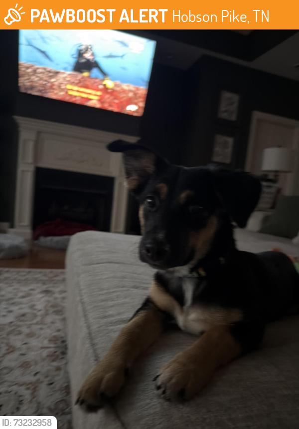 Found/Stray Female Dog last seen Long Hunter state park, Hobson Pike, TN 37013