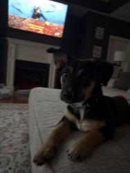 Found/Stray Female Dog last seen Long Hunter state park, Hobson Pike, TN 37013