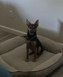 Found/Stray Male Dog last seen La Cienega and Cadillac, Los Angeles, CA 90034