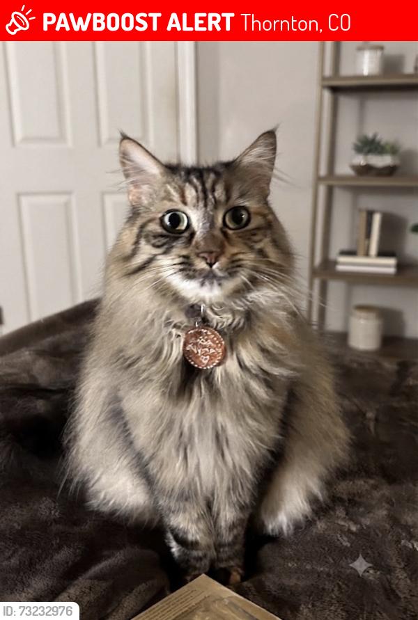 Lost Female Cat last seen Bellaire st 130th cir, Thornton, CO 80221